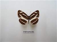 藏品(豆環蛺蝶)的圖片